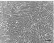 Microscopic observation of HFL-I.