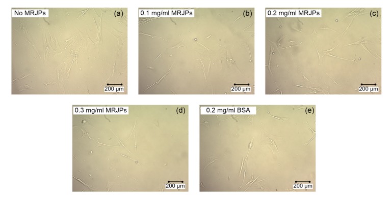 Cell morphology of HFL-I cells treated with different concentrations of MRJP or BSA.