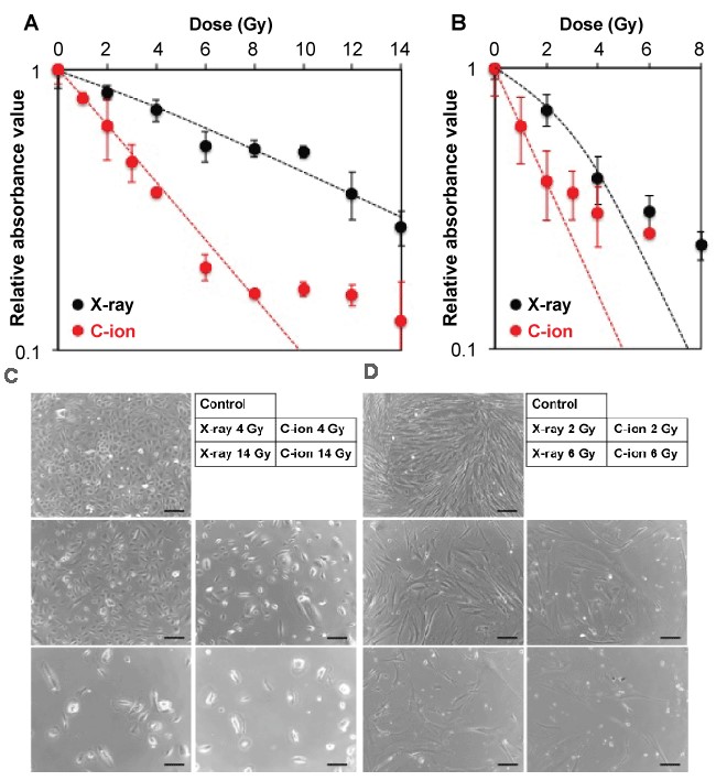 Sensitivity of iSAECs and HFL-I cells to X-ray and carbon ion beam irradiation by CVS (A-B) and representative micrographs (C-D).