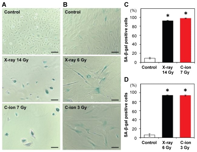 Induction of senescence in iSAECs and HFL-I cells by X-ray and carbon ion beam irradiation.