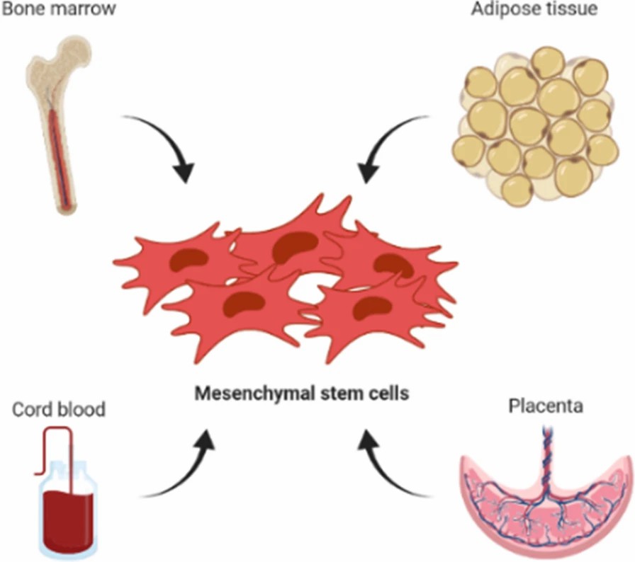 The most common sources of mesenchymal stem cells isolation.