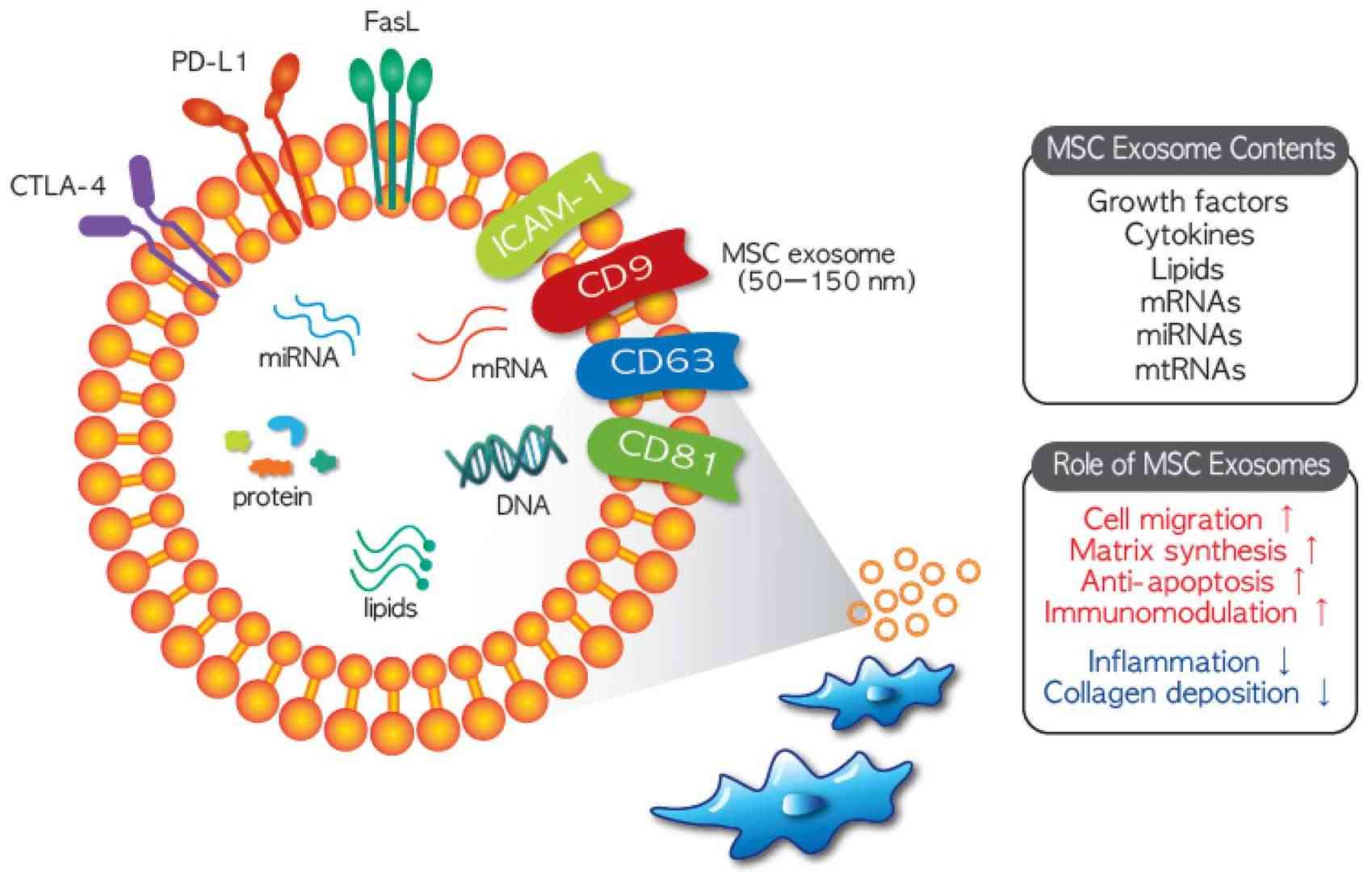 Composition and therapeutic function of mesenchymal stem cells exosomes.