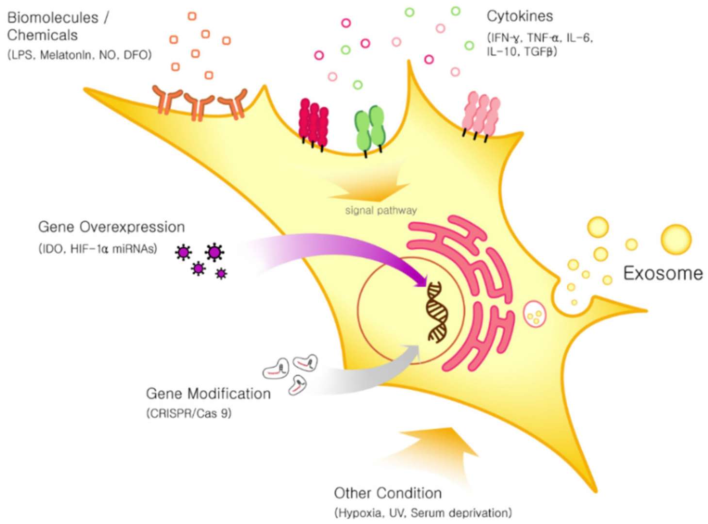 Pre-conditioning approaches for mesenchymal stem cells to enhance the secretion and therapeutic efficacy of exosomes