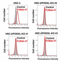 Flow cytometry using HSC-2/PODXL-KO cell lines. HSC-2, HSC-2/PODXL-KO #1, HSC-2/PODXL-KO #2, and HSC-2/PODXL-KO #3 were treated with PcMab-47 (10 μg/mL), followed by secondary antibodies.