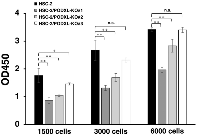 HSC-2, HSC-2/PODXL-KO #1, HSC-2/PODXL-KO #2, and HSC-2/PODXL-KO #3 cell lines were plated (1500, 3000, and 6000 cells/100 μL/well) in quintuple wells in 96-well plates and were incubated for 48 h. After adding 10 μL of CCK-8 to each well, the plates were incubated for 4 h at 37°C.