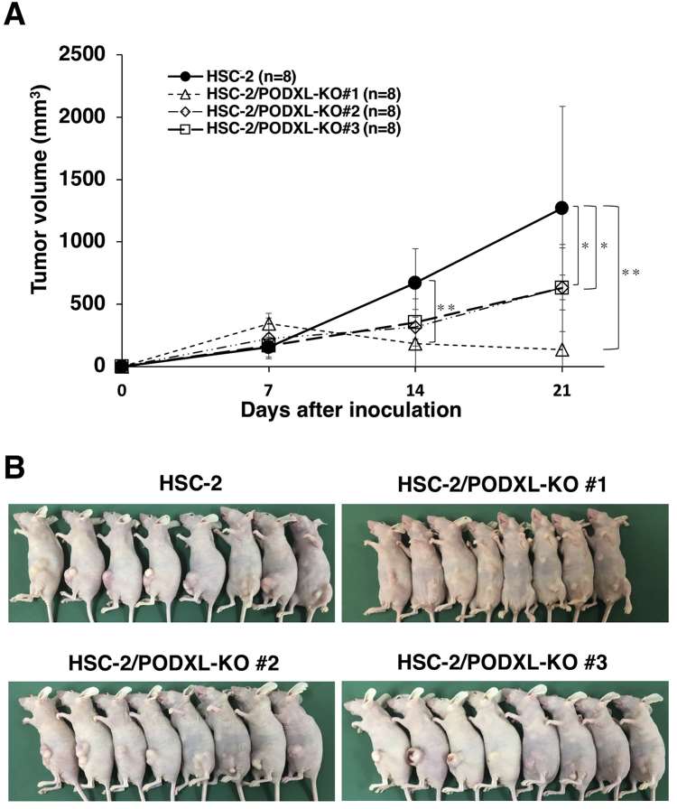 HSC-2, HSC-2/PODXL-KO #1, HSC-2/PODXL-KO #2, and HSC-2/PODXL-KO #3 cell lines were injected subcutaneously into female BALB/c mice.