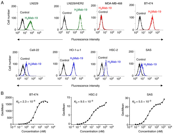 (A) Glioblastoma cell lines (LN229, LN229/HER2), breast cancer cell lines (MDA-MB-468, BT-474), and oral cancer cell lines (Ca9-22, HO-1-u-1, HSC-2, SAS) were treated with H2Mab-19. (B) Determination of binding affinity of H2Mab-19 for BT-474, HSC-2, and SAS using flow cytometry.