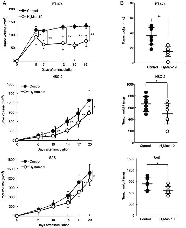 (A) Tumor volume and (B) tumor weight measured from BT-474 (upper), HSC-2 (middle) and SAS (lower) xenografts.