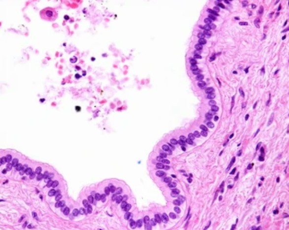 Single-layer columnar epithelial tissue of the hepatic bile duct.