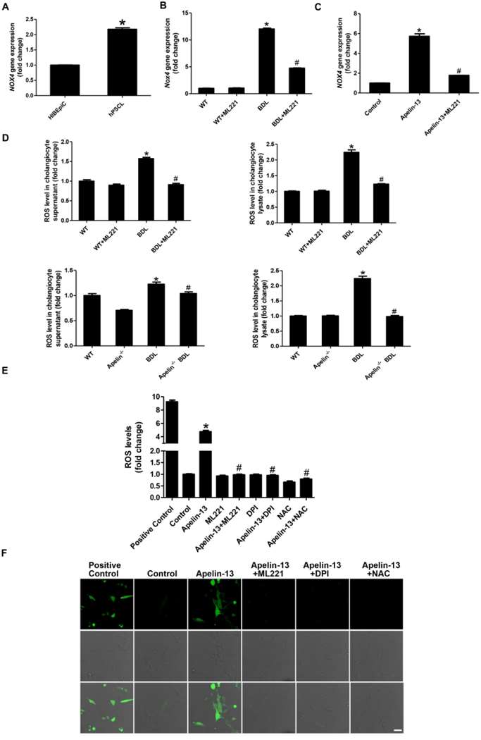 Detection of Nox gene and ROS expression levels (A-E). Confocal microscopy assay for intracellular ROS regeneration in HIBEpiCs (F).