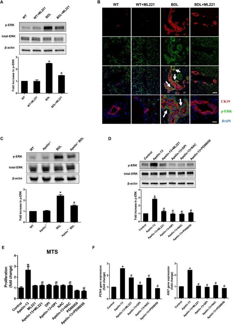 The expression of p-ERK (A-D). (E) The measurement of proliferation in apelin treated HIBEpiCs. (F) The mRNA expression of PCNA and KI67 in apelin treated HIBEpiCs.