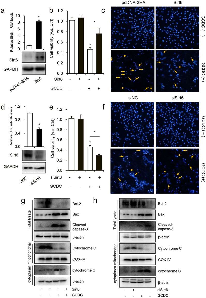 Sirt6 alleviated apoptosis in HiBEC induced by GCDC.