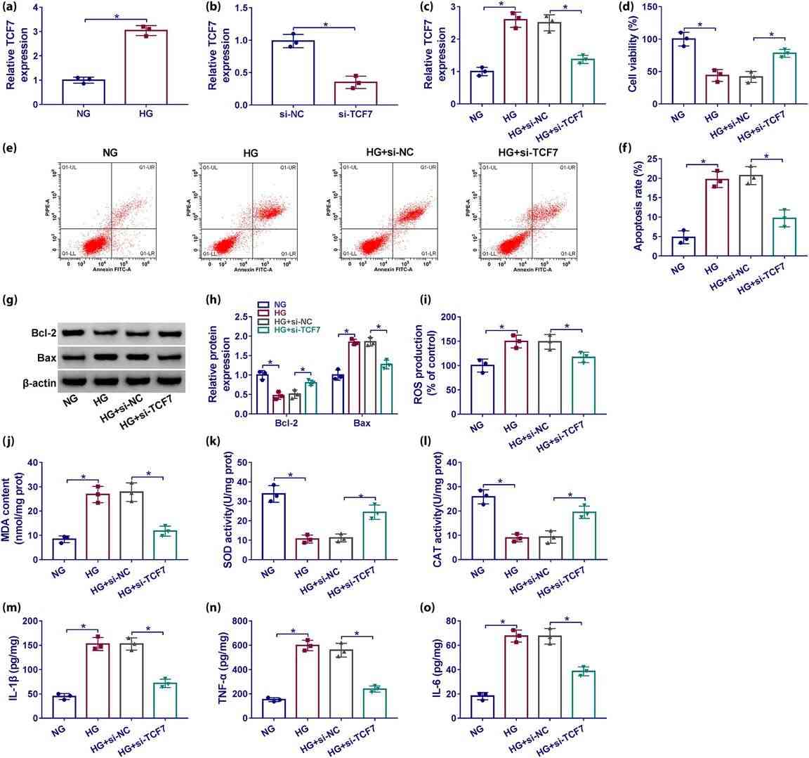 Depletion of TCF7 safeguarded podocytes from high glucose-induced cytotoxicity.