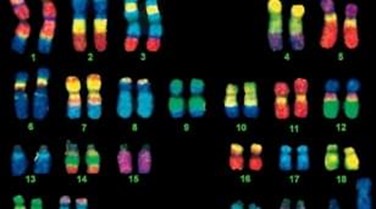 In Situ Hybridization Probes