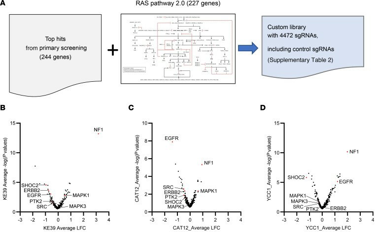 (A) Experimental scheme of secondary screening with a focused custom library. (B-D) Volcano plots of KRAS-amp cell lines and a KRAS-mut cell line, GSU, showing different RTK and MAPK genes conferring resistance and sensitivity to SHP099. (B-D) KE-39 (B), CAT12 (C), and YCC1 (D), which have KRAS amplification.