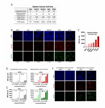 (A) Ploidy abnormalities scores and p53 status for the five gastric cancer cell lines. (B) Representative immunofluorescence images of pH2AX (red) and pKAP1 (green) stainings in untreated five gastric cancer cell lines and RPE1 cells (non-neoplastic cell line). (C) Quantification of pH2AX and pKAP1 in indicated cell lines expressed as mean fluorescence intensity per cell (MFI) ± S.D from the following number of cells-RPE1-718, AGS-2080, HGC27, 1031, NUGC3-2119, GSU-2092, KE39-577. (D) Quantification of pH2AX staining in prexasertib (Chk1/2) dose-dependent induced replication stress in cell lines. (E) Quantification of pKAP1 staining in prexasertib (Chk1/2) dose-dependent induced replication stress in cell lines. (F) Representative immunofluorescence images of pH2AX (red) and pKAP1 (green) stainings in prexasertib (20nM) treated cell lines.