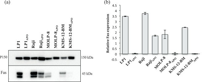 Fas protein expression in APO010-resistant cell lines.