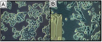 Morphology of A2780 and A2780cis cells under 20× magnification.