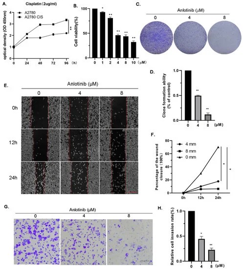 Anlotinib effectively hinders the proliferation, migration, and invasion of cisplatin-resistant ovarian cancer cells in vitro.