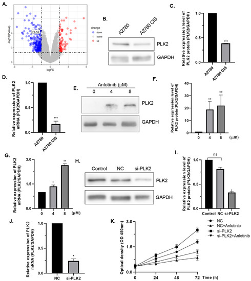 PLK2 plays a crucial role in mediating the antiproliferative effects of anlotinib.