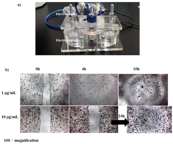 A cell migration assay was performed on BCECs containing various concentrations of D-SPIONs within a gradient magnetic field.