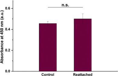 The cell viability of the BCE cell sheet after detachment through cooling treatment and subsequent reattachment was quantified using the CCK-8 assay.