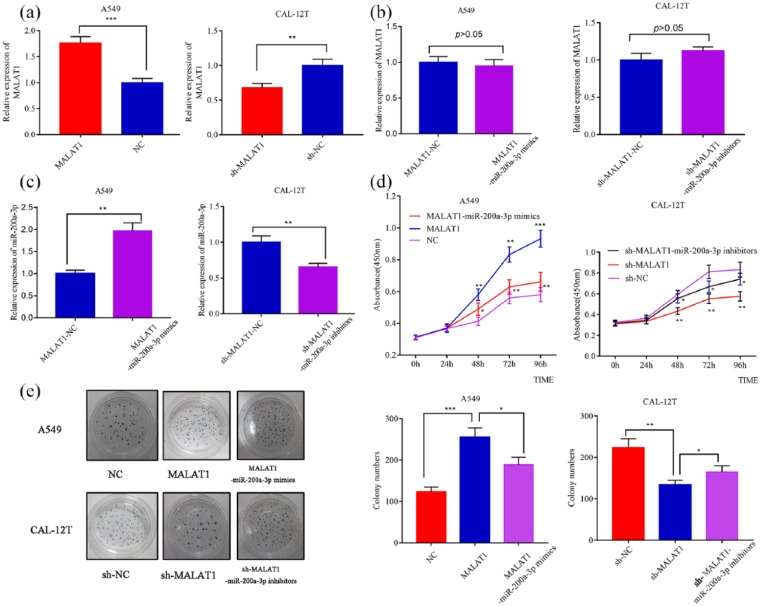 (a) Successful transfection of MALAT1 overexpression plasmid and shRNA into NSCLC cells was validated by qRT-PCR. (b) qRT-PCR showed that transfection of miR-200a-3p mimics or inhibitors did not change the expression level of MALAT1 in NSCLC cells. (c) qRT-PCR showed that transfection of miR-200a-3p mimics or inhibitors modulated the expression level of miR-200a-3p in NSCLC cells. (d) MALAT1 overexpression promoted the proliferation of A549 cells and miR-200a-3p transfection partly reversed its function (left); knockdown of MALAT1 inhibited the proliferation of CAL-12T cells and miR-200a-3p inhibitors neutralized its function (right). (e) MALAT1 overexpression promoted the colony formation ability of A549 cells and miR-200a-3p transfection partly reversed its function (left); knockdown of MALAT1 inhibited colony formation of CAL-12T cells and miR-200a-3p inhibitors neutralized its function (right).