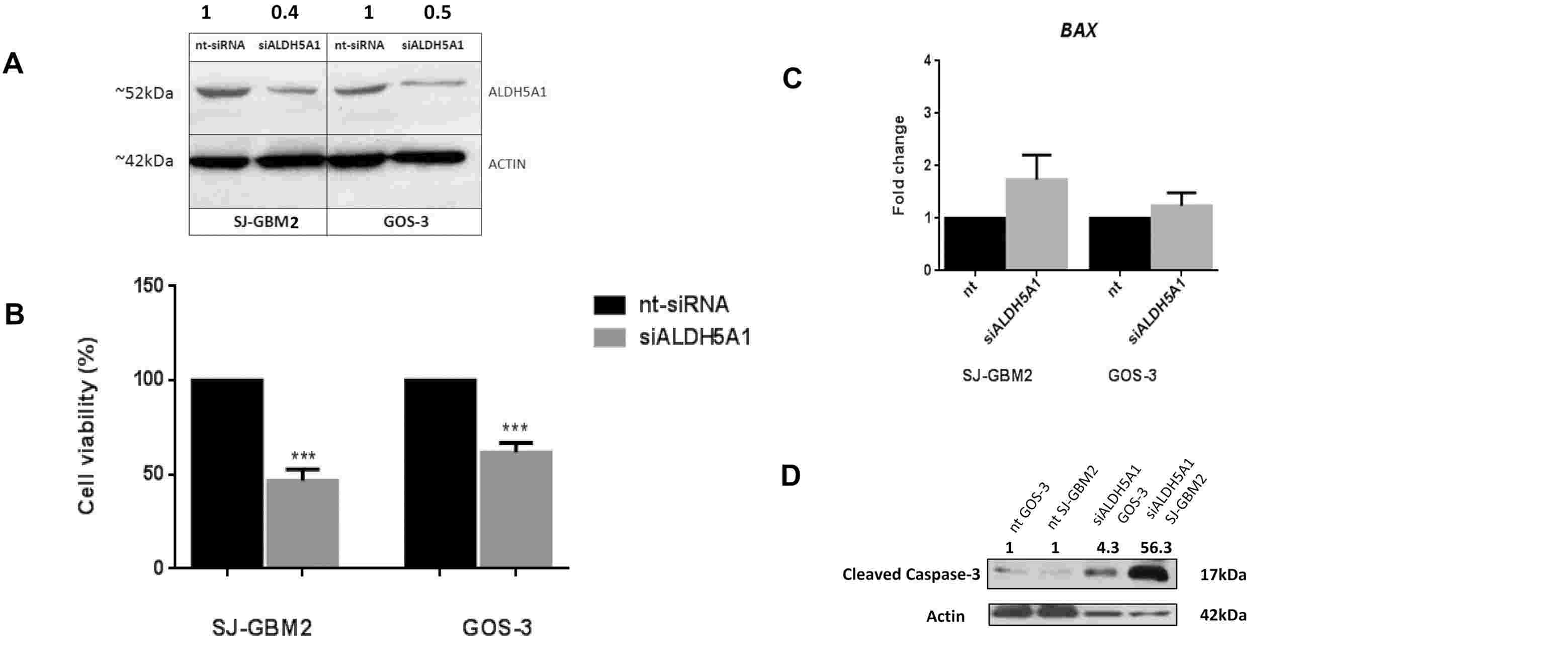 Transfection of glioblastoma cells with siALDH5A1 reduced cell proliferation, increased BAX mRNA levels, and induced caspase-3 cleavage.