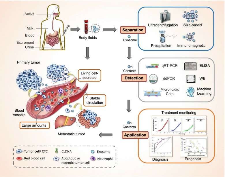 Exploring exosomes as an innovative target for liquid biopsy.