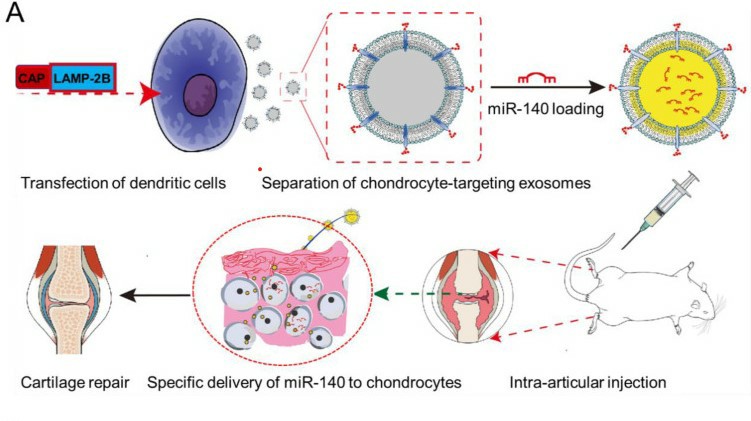 Utilizing genetic engineering to modify exosomes for precise miRNA delivery to chondrocytes.