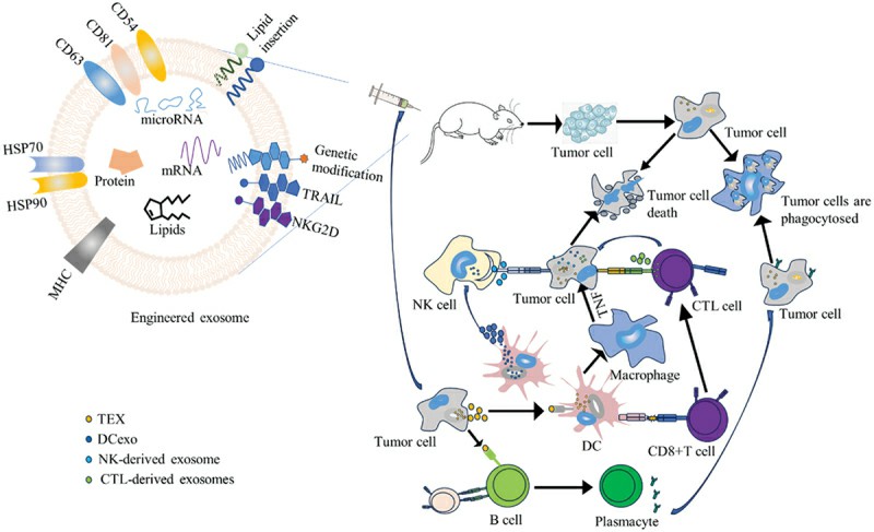 Understanding how tumor-derived and immune cell-derived exosomes interact with and affect tumor cells.