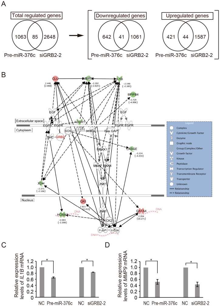 (A) Expression profiles of mRNAs affected by Pre-miR-376c and siGRB2-2 in EGF-treated HuCCT1 cells were conducted by microarray analysis. The numbers of genes regulated by Pre-miR-376c and siGRB2-2 are indicated. (B) The network of the identified molecules regulated by both Pre-miR-376c and siGRB2-2 in this study were connected with EGF, EGFR, and GRB2 by IPA analysis. (C and D) Real-time PCR analysis of IL1B (C) and MMP9 (D) expression levels in EGF-treated HuCCT1 cells after transfection with Pre-miR-376c and siGRB2-2.