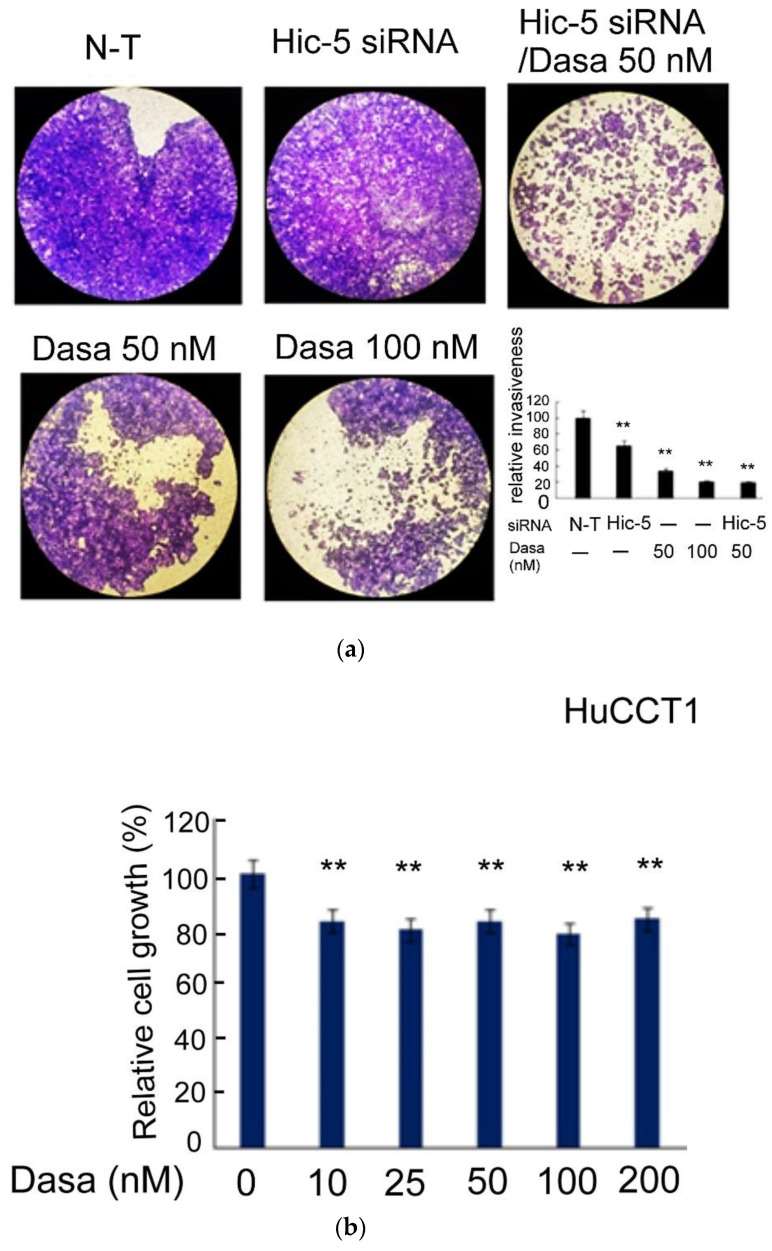 HuCCT1 cells were transfected with Hic-5 siRNA, treated with dasatinib (Dasa) or a combined transfection with Hic-5 siRNA coupled with treatment of Dasa at indicated concentrations for 48 h (a); HuCCT1 cells were treated with Dasa at indicated concentrations for 48 h (b).