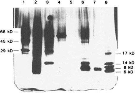 Fig. 2 SDS-PAGE. (Katay I, et al., 1990)