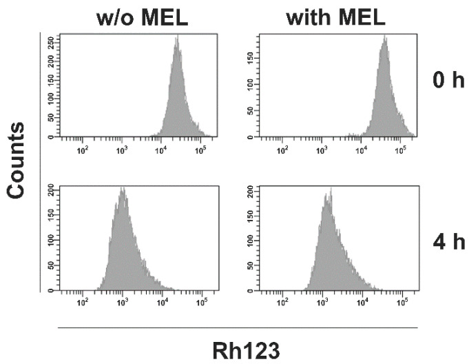 Fig. 5 MEL has no effect on ABC transporter activity in L-428 cells. (Kreinest T, et al., 2020)