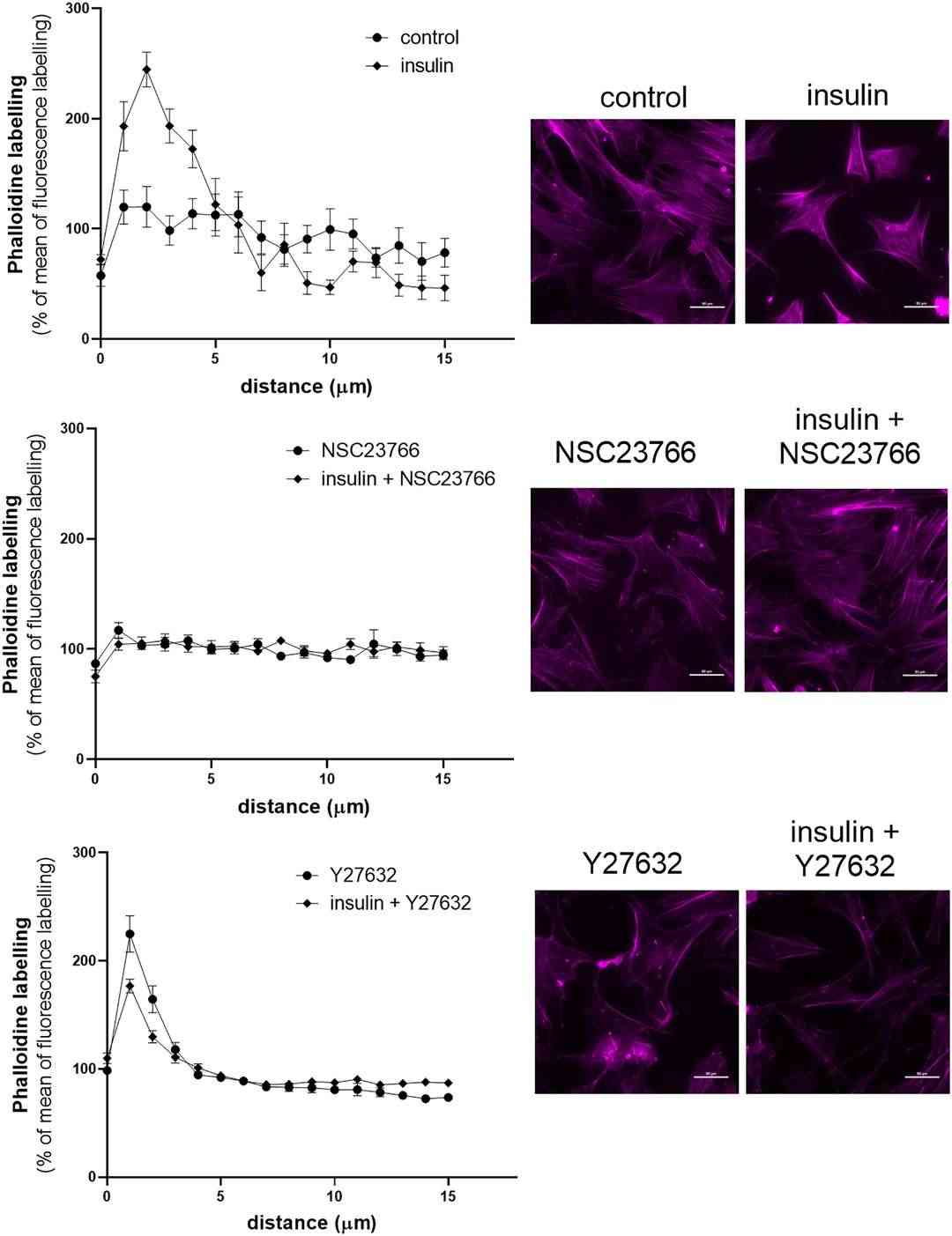 Insulin causes F-actin to relocate to the cell periphery through the Rac1 signaling pathway.