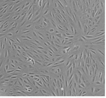 Morphological characteristics of ARPE-19 cells.