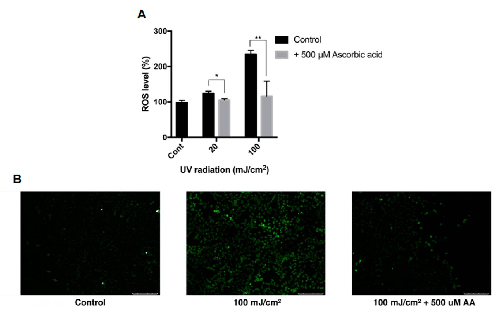 Intracellular ROS levels in ARPE-19 cells following UVB exposure with ascorbic acid treatment.