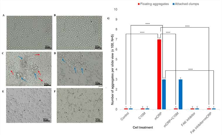 Aggregation of peripheral blood monocytes induced by mCRP.