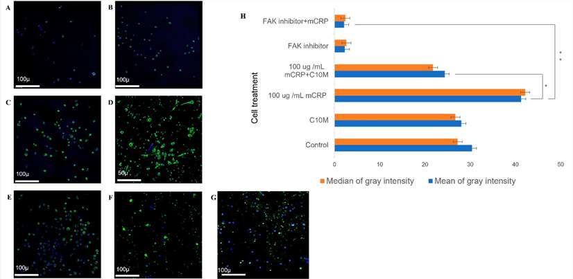 Confocal analysis of FAK expression after mCRP treatment.