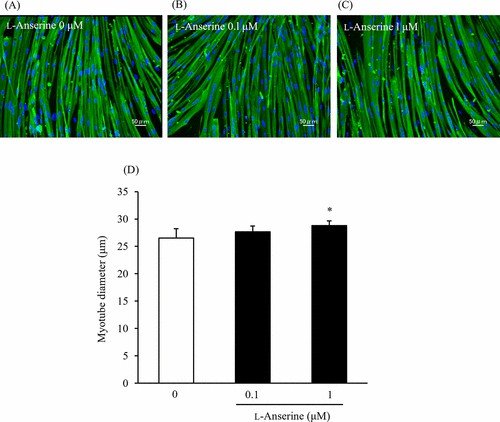 L-anserine's impact on myotube diameter