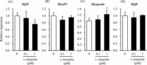 Influence of L-anserine on mRNA expression levels of genes marking myogenic differentiation