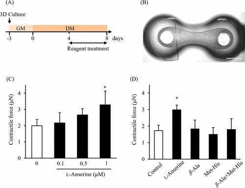 L-anserine's effect on contractile strength in engineered human skeletal muscle tissues