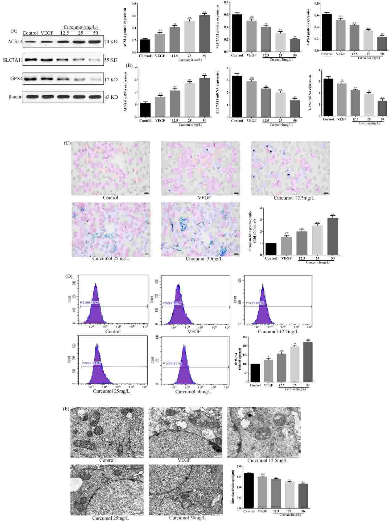 Curcumol triggers ferroptosis in hepatic sinusoidal endothelial cells (HSEC).