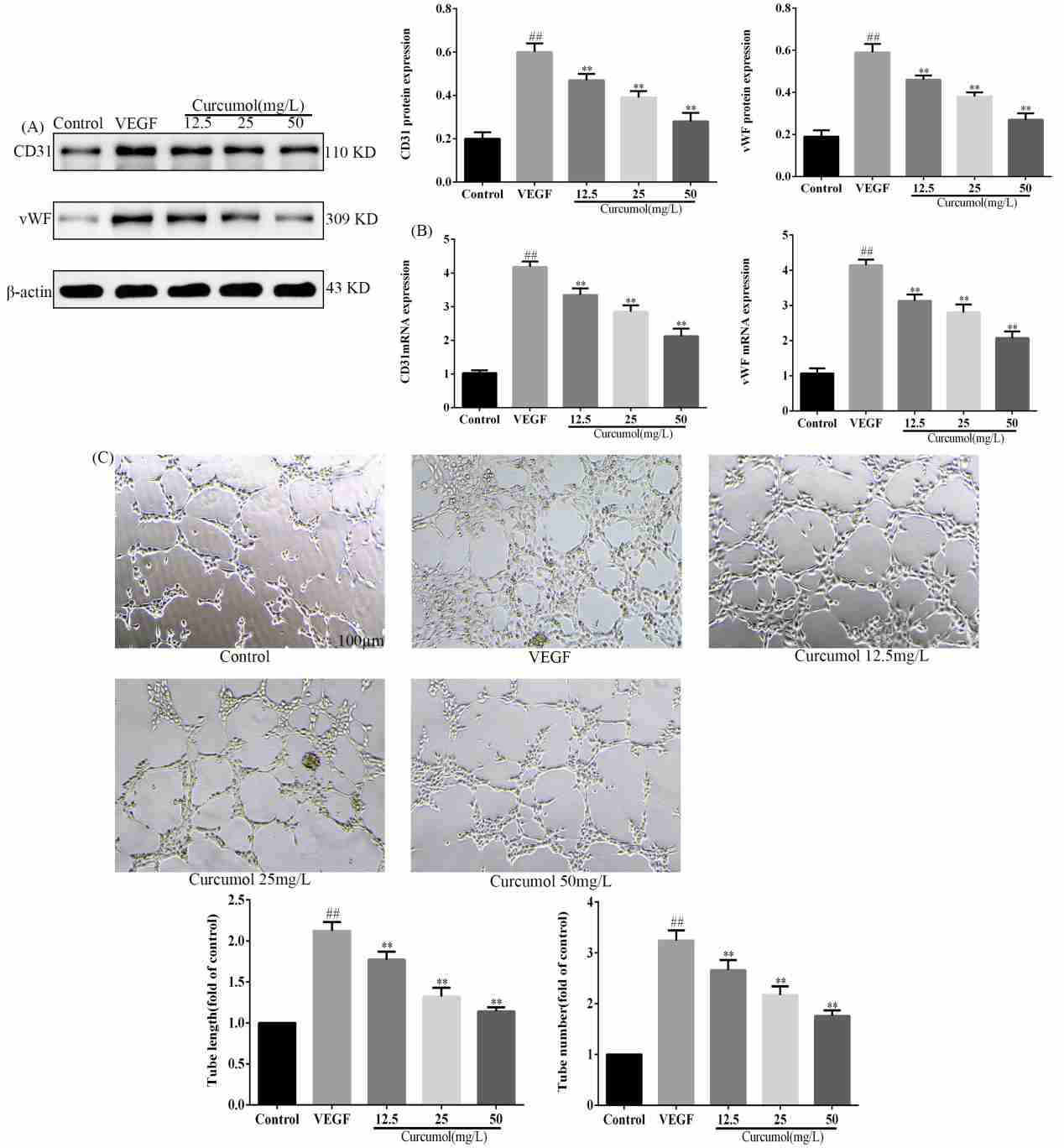 Impact of curcumol on the process of angiogenesis.