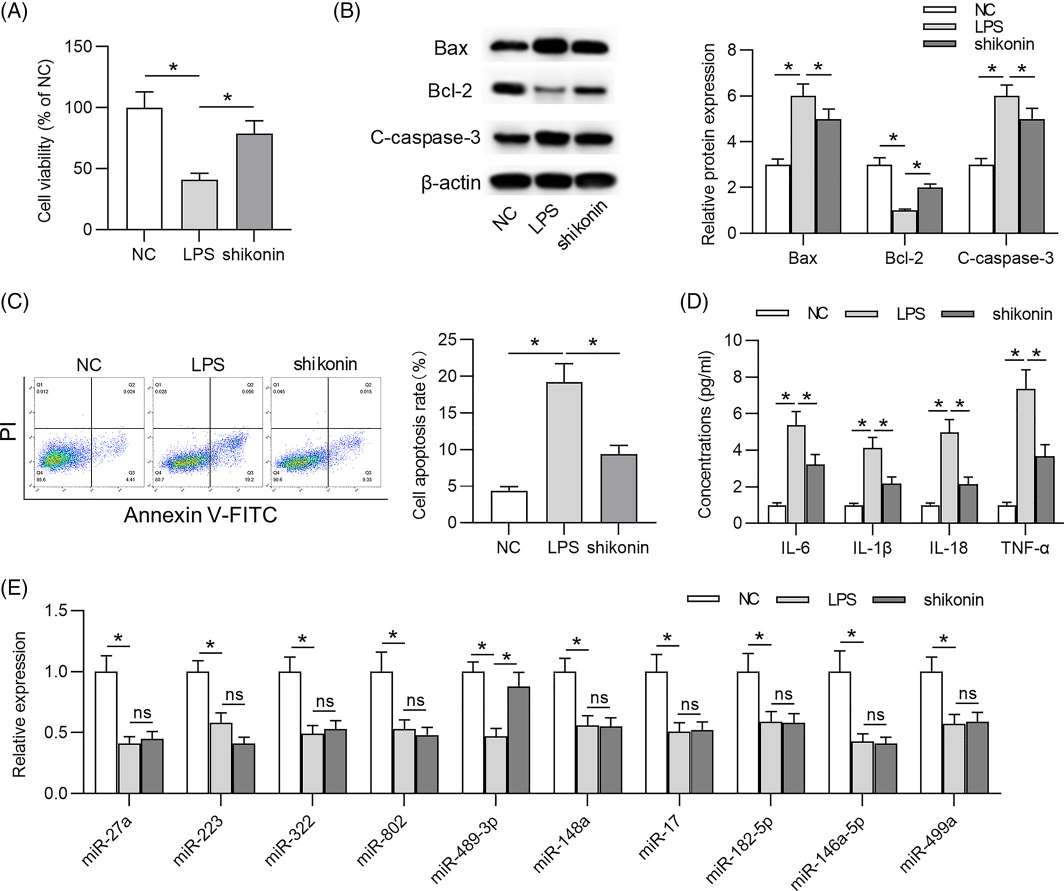 Lipopolysaccharide (LPS) induces damage and triggers an inflammatory response in WI-38 cells.