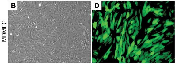 Representative photomicrographs of mouse dermal microvascular endothelial cells (MDMEC) that have been stably transduced with GFP.