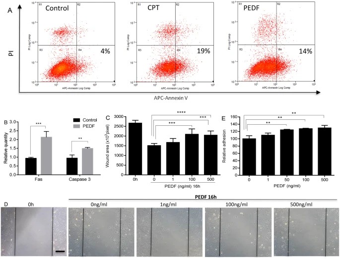 Dose-response effect of PEDF on apoptosis, migration, and adhesion of mouse dermal endothelial cells.