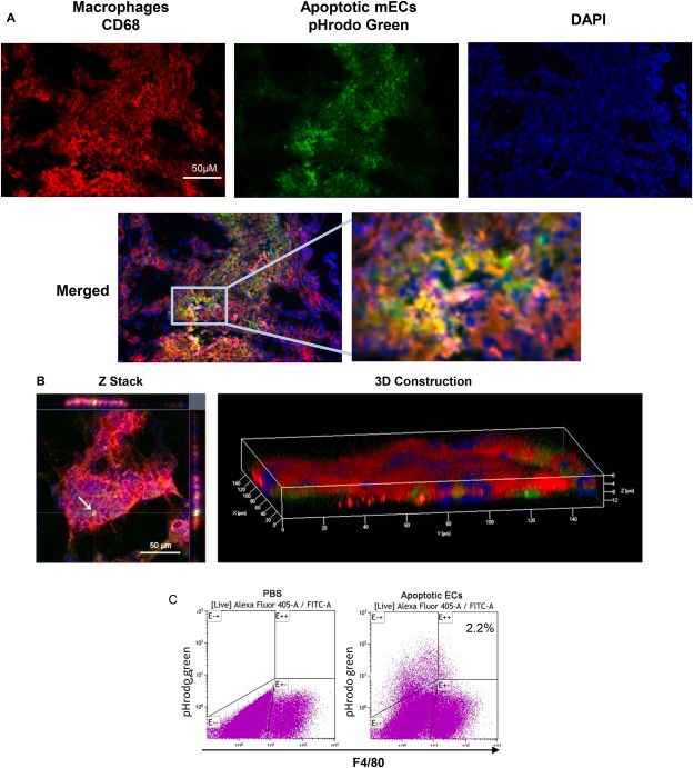 Macrophages ingest apoptotic endothelial cells in wounds in vivo.