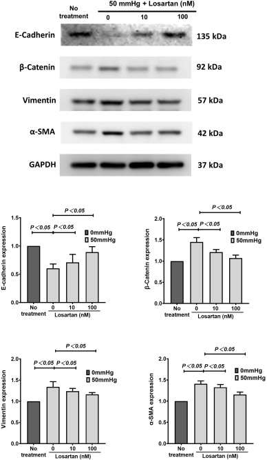 Expression levels of E-cadherin, β-catenin, vimentin, and α-SMA in human renal epithelial cells